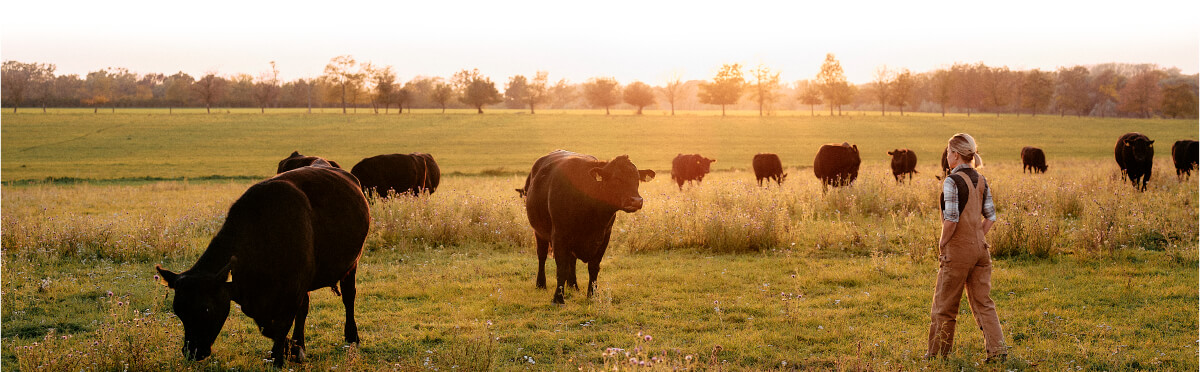 Daniela auf der Weide mit den Stieren