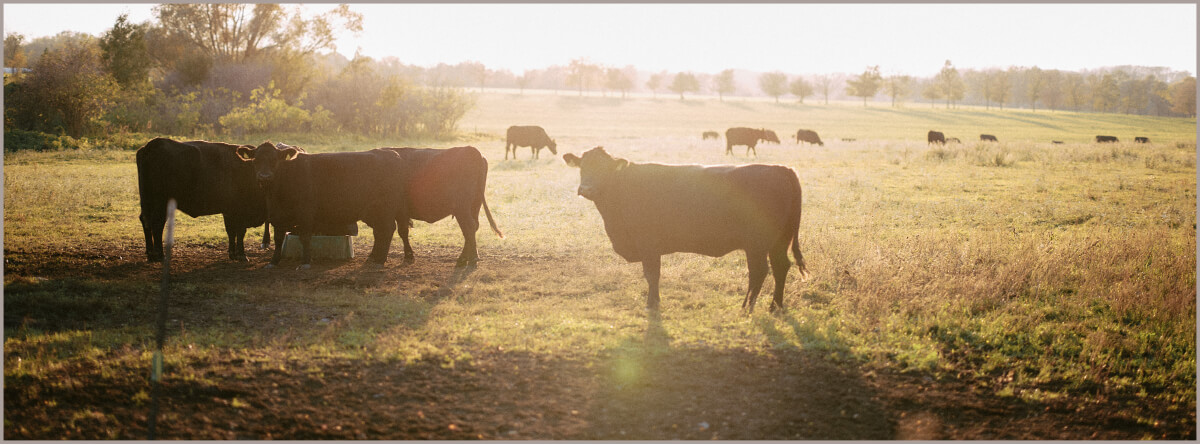 Rinder auf der Weide