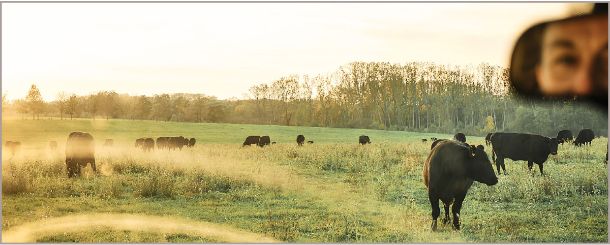 Rinder auf der Wiese