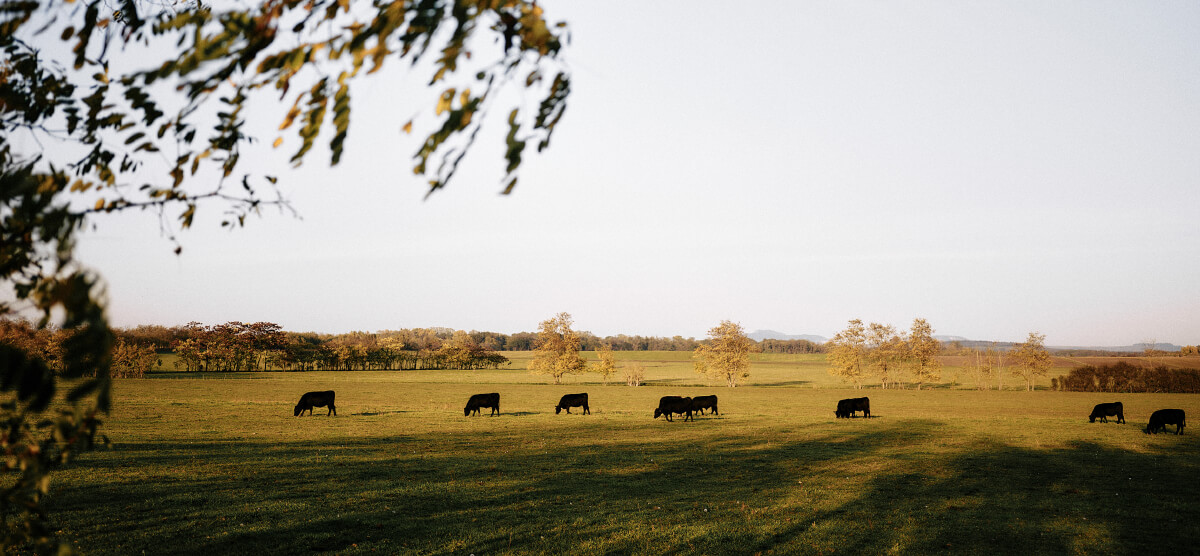 Rinder auf der Weide
