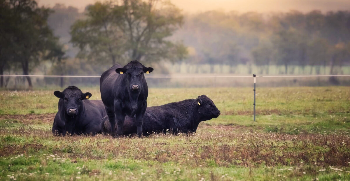 Rinder auf der Weide