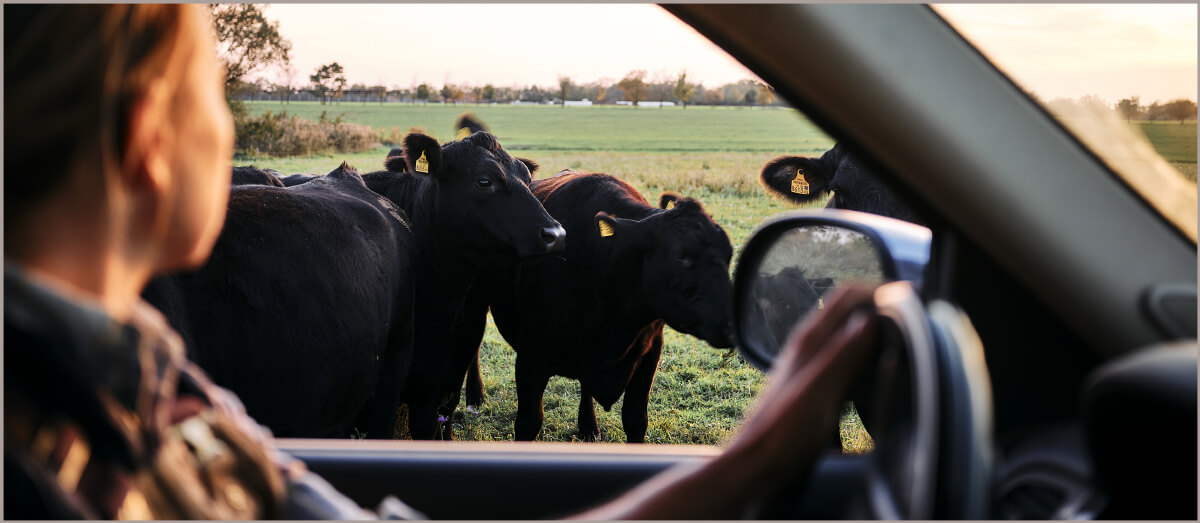 rinder auf der Weide